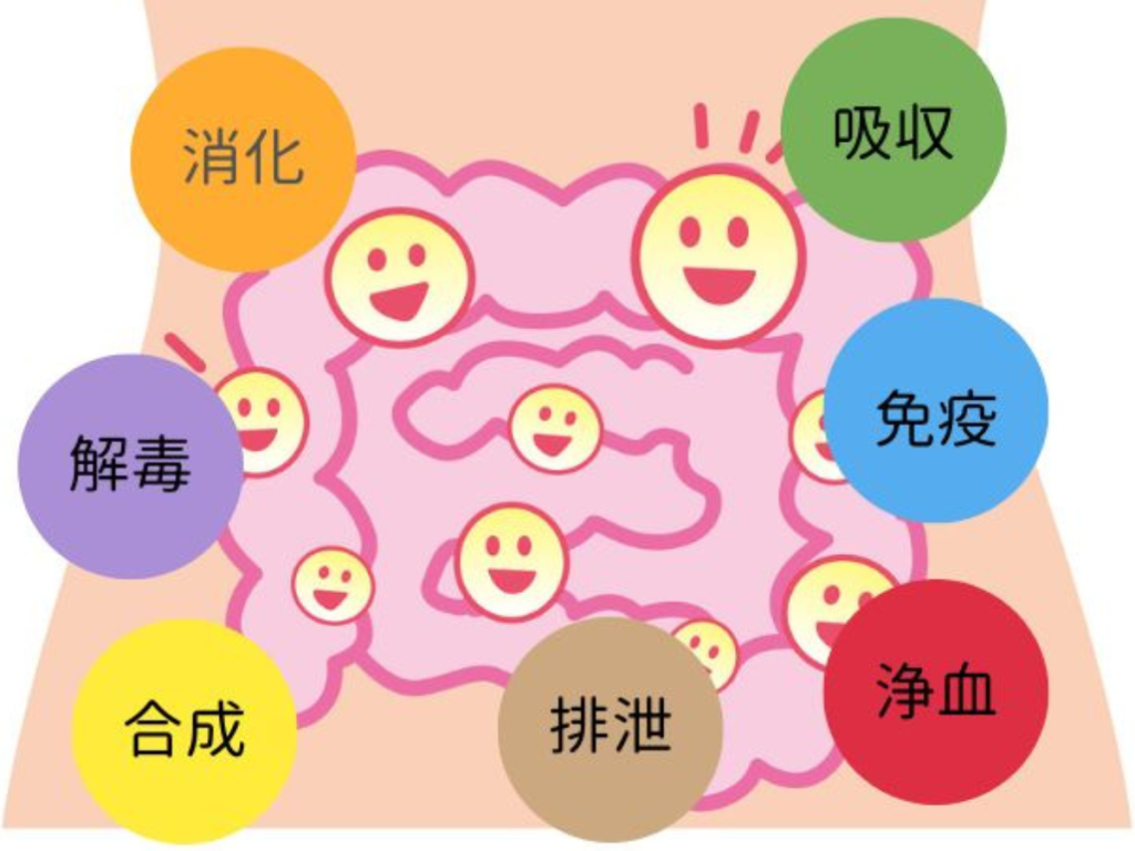 腸の７つの働き（消化・吸収・排泄・免疫・解毒・合成・浄血）を紹介した図