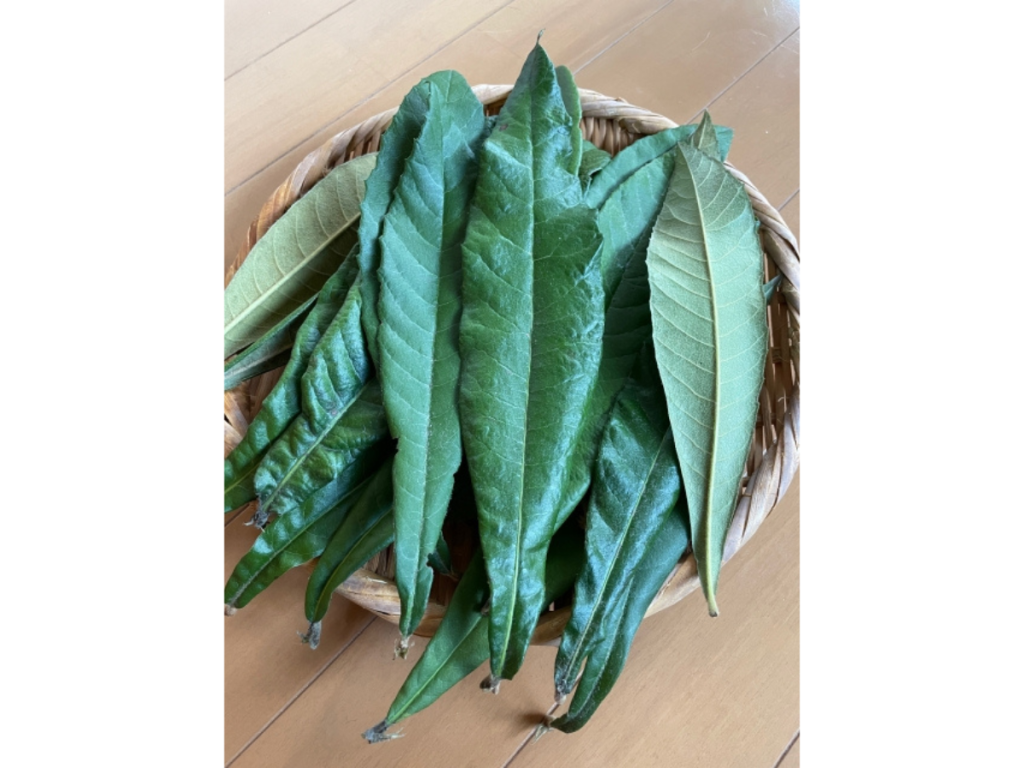 かごに並べた収穫したびわ葉