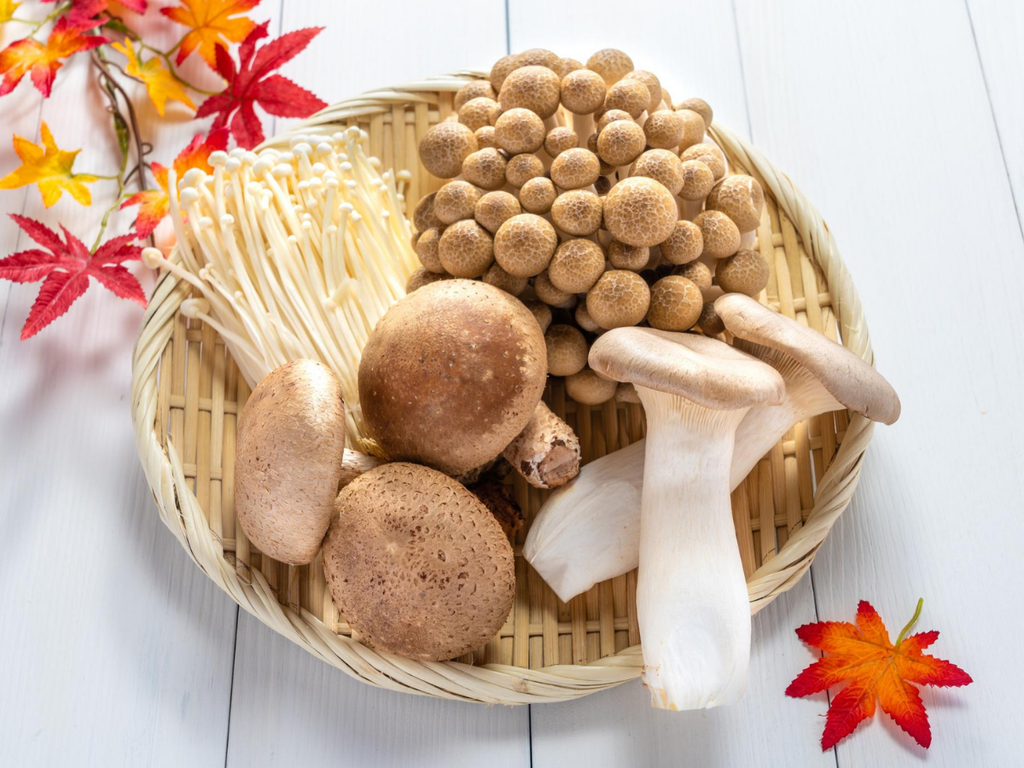 秋の食養生で紹介しているきのこ類