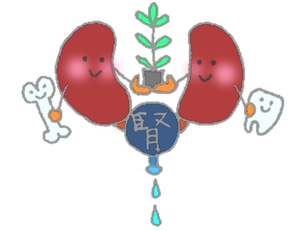 漢方でいう『腎』をイメージしたイラスト